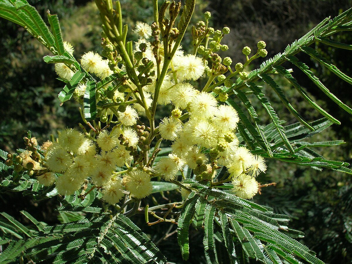 Acacia Negra - Vista principal